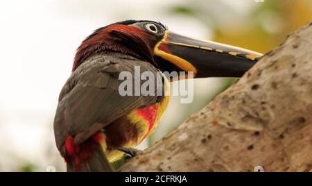 Nahaufnahme eines kastanienohrigen Aracari - (Pteroglossus castanotis) - ein Mitglied der Tukan-Familie. Gesehen thront auf einem lebendigen grünen Baum in der Stockfoto