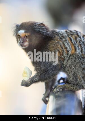 Marmoset Affe sitzt auf einem Metallgeländer essen eine Banane, die ihm von einem Touristen gefüttert wurde. Die Fütterung der Tiere wird abgeraten. Zuckerhut Stockfoto