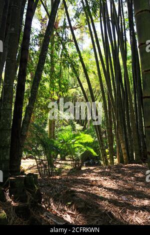 Bamboo Forest mit der Sonne scheint durch, Brasilien Stockfoto