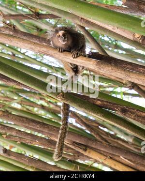 Porträtansicht eines ganzen Körpers eines Murmeltier, der in einem Bambuswald ruht. Botanischer Garten, Brasilien Stockfoto