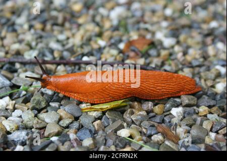 Riesige rote Straßenschnecke, spanische Schnecke, schalenlose terrestrische Gastropoden-Weichtiere von der Seite gesehen, die über einen Pfad mit kleinen Gürtelrose gleiten Stockfoto