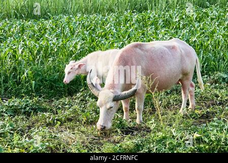 Weiblicher Albino Wasserbüffel neben ihrem Baby Kalb, der in einem grünen Farmland steht. Diese Carabao ist der Freund der Bauern auf den Philippinen, Asien Stockfoto