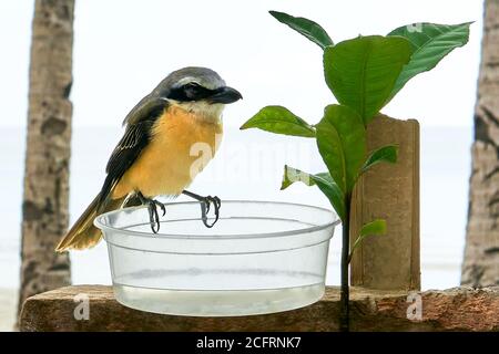 Braune Garnelenvogel, Lanius cristatus, mit einer gelben Front gefiedert, sitzt auf einem Plastikbehälter für Trinkwasser, Philippinen, Asien Stockfoto