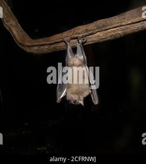 Ägyptische Obstbat. Rouettus aegyptiacus. Unverlierbare Probe. Stockfoto