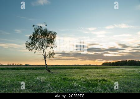 Einsame Birke wächst auf der Wiese und Sonnenuntergangswolken Stockfoto