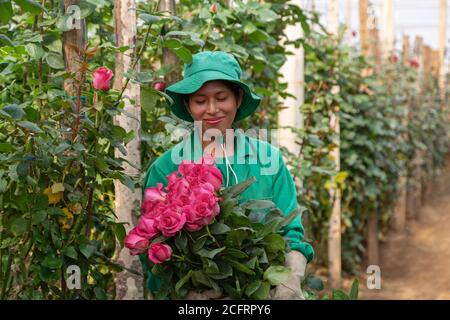 Frau in grüner Uniform, die Rosen von einer Plantage nimmt, Details Stockfoto