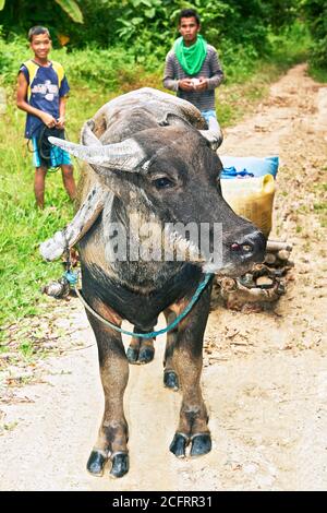 Junge Carabao wird verwendet, um Reissäcke auf dem Land in der Nähe von Port Barton, Palawan, Philippinen zu transportieren, Jugendliche beobachten Stockfoto