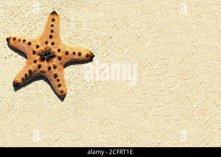 Isolierter Blick auf einen orangefarbenen gehörnten Meeresstern, der am Sandstrand der Honda Bay, Provinz Palawan, Philippinen liegt Stockfoto