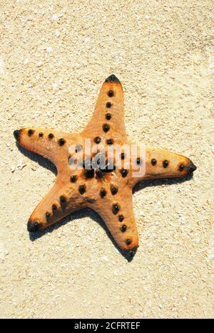 Isolierter Blick auf einen orangefarbenen gehörnten Meeresstern, der am Sandstrand der Honda Bay, Provinz Palawan, Philippinen liegt Stockfoto