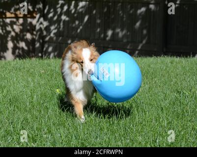 Verspielte junge Shetland Sheepdog (Sheltie) läuft mit einem großen blauen Ball. Stockfoto