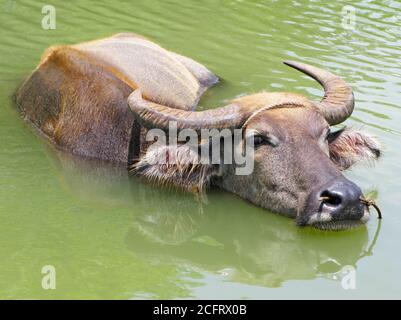 Nahaufnahme eines großen Wasserbüffels Carabao, der zum Abkühlen in einem Wasserbecken steht, Luzon, Philippinen Stockfoto