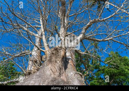 Ein großer Baobab Baum am Strand in Sansibar Insel, Tansania, Ostafrika Stockfoto