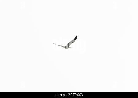 Eine Möwe im Flug, die von der Kamera wegfliegt Stockfoto