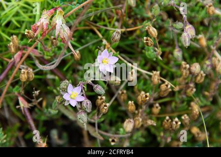 Großmeer-Spurrey (Spergularia media) auf St. Agnes, Scilly-Inseln Stockfoto