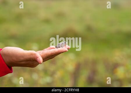 Das Mädchen hält in ihrer Handfläche eine kleine Erdkröte vor dem Hintergrund eines grünen Feldes. Stockfoto