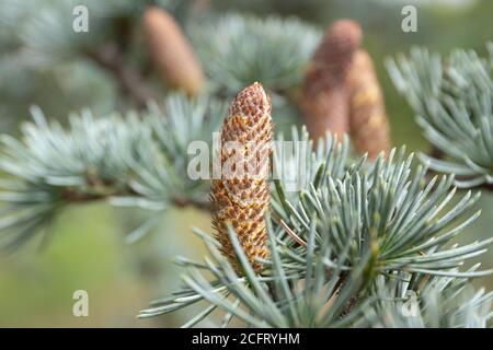 Nahaufnahme von blauen Fichtenzapfen auf Baum. Picea pungens Stockfoto