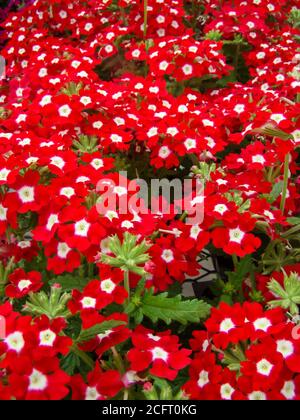Rote Farbe Garten Verbena blühende (Verbena tenera), Topfpflanzen Stockfoto