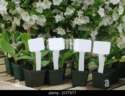 Winzige Topfpflanze mit einem Anhänger, Petunia Blumentopf Pflanze. Stockfoto