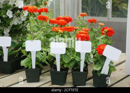 Winzige Topfpflanze mit einem Anhänger, Zinnia Blumentopf Pflanze. Stockfoto