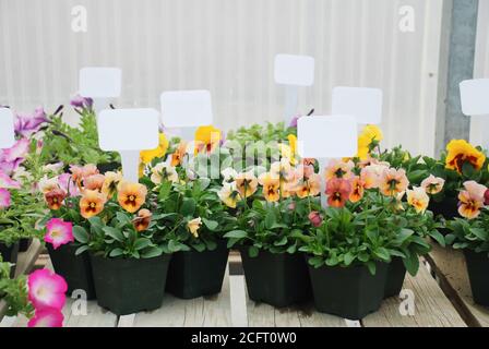 Kleine Topfpflanze mit einem Anhänger, Pansy Viola Blumentopf Pflanze. Stockfoto