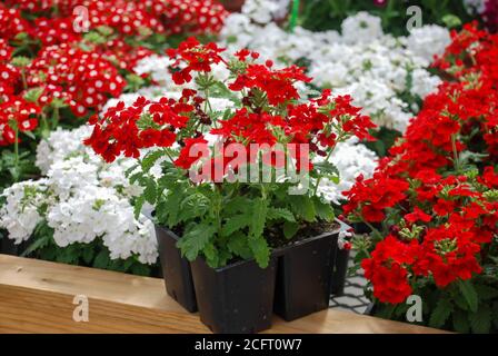 Gemischte Farbe Garten Verbena blühende (Verbena tenera), Verbena in einem schwarzen Tablett, Topfpflanzen Stockfoto