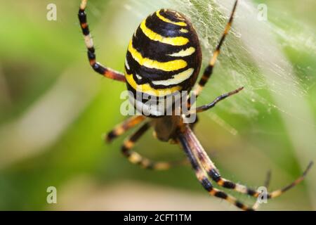 Weibliche Wespenspinne im Makro Stockfoto