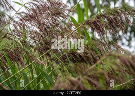 Gewöhnliches Schilf [Phragmites australis], das auf einem Kanalufer wächst. Stockfoto