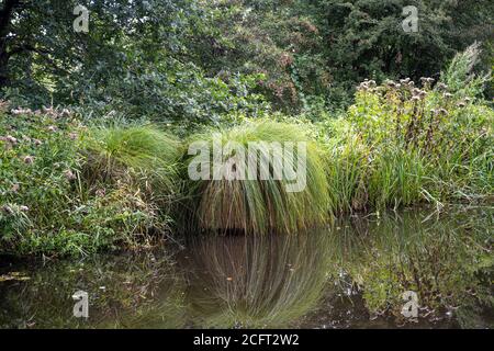 Klumpen von Greater Tussock-Sedge wächst am Rande des Montgomery-Kanals in Shropshire. Stockfoto