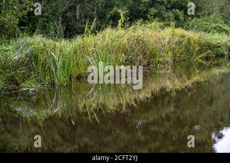 Bereich von Grasklumpen neben einem Kanal im Wasser reflektiert. Stockfoto