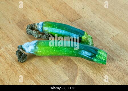 Zucchini, die von Blütenendfäule betroffen sind. Es ist wegen des Mangels an Kalzium, in der Regel durch trockene Bedingungen verursacht. Stockfoto