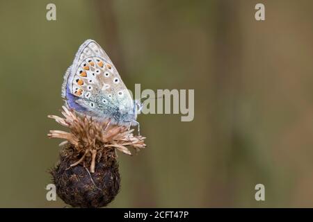 Gewöhnlicher Blauer Schmetterling (Männchen) in Ruhe Stockfoto