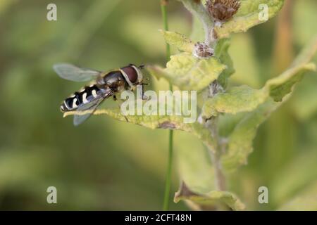 Schwebfliege (Scaeva pyrastri), die sich selbst reinigt Stockfoto