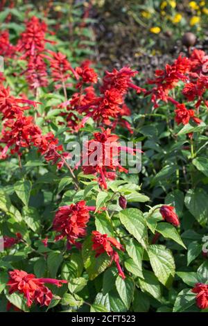 Blumen Salvia splendens" Jimi's Gute Red'. Stockfoto