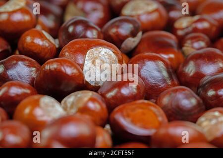 Kastanien des weißen Pferdes, Aesculus hippocastanum, Nahaufnahme Stockfoto