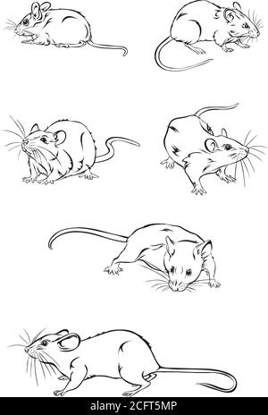 Mäuse, Ratte, verschiedene Posen, Bewegungen und Winkel der Figuren, schwarz, Silhouette, Set, Vektor, Illustration Stock Vektor