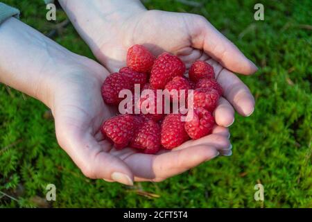 Frische Bio kultivierte Himbeeren in den Händen eines Mädchens, Nahaufnahme Stockfoto
