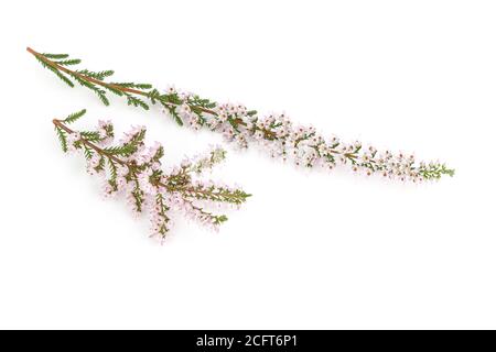 Blühende Heidekraut isoliert auf weißem Hintergrund. Calluna vulgaris Stockfoto