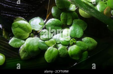 Schwimmende Aquarienpflanze oder Fischbecken, Seerose Typ. Limnobium laevigatum. Stockfoto