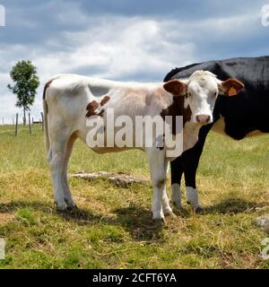 Niedliches Kalb mit seiner Mutter auf dem Land Stockfoto