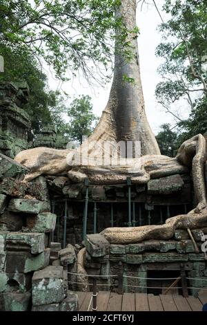 Ta Prohm, Angkor Wat, Angkor, Provinz Siem Reap, Kambodscha, Asien Stockfoto