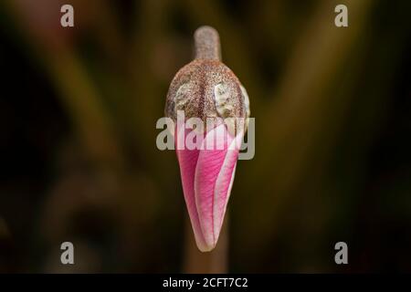 Detailliertes Makro eines dicht geschlossenen rosa oder magentafarbenen persischen Cyclamen rakefet Blume Knospe auf einem dunklen Hintergrund von verschwommen Vorbauten Stockfoto