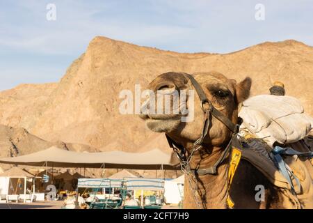 Eilat, Israel - 18. August 2020: Porträt eines sattelten Kamels in einer Kamelfarm in der Nähe von Eilat, Israel. Stockfoto