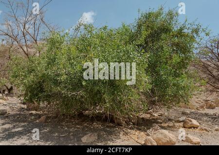 Ein üppiger Zahnbürstenbaum Salvadora indica in einem Lebensraum Restaurierung Im Sommer im ein gedi Naturschutzgebiet in israel Stockfoto