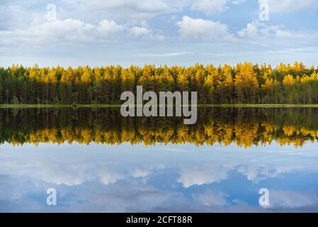 Kiefernwald beleuchtet mit der absteigenden Sonne am Ufer des Sees mit symmetrischer Reflexion im Wasser, gegen den blauen Himmel. Stockfoto