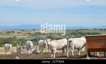 Eine Herde von Charolais Kühen, auf einer Weide auf dem Land. Stockfoto