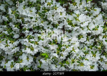 Nahaufnahme der Blütenköpfe auf einem Strauch der Weißen Azaleen in NYC im Frühling Stockfoto