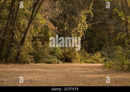 Herbstlandschaft Herbst im Botanischen Garten ist die Straße Mit Blättern bestreut und die Blätter auf den Bäumen gedreht Gelb Stockfoto