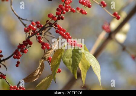 Rote Beeren im Herbst Lonicera xylosteum oder Zwergwabenfalter oder European Fly Honeysuckle Stockfoto