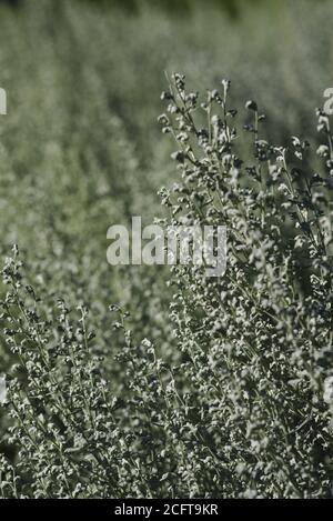 Knospen und Stängel eines Beet aus Silberwurmholz (Artemisia ludoviciana) in einem Park, Ottawa, Ontario, Kanada. Stockfoto