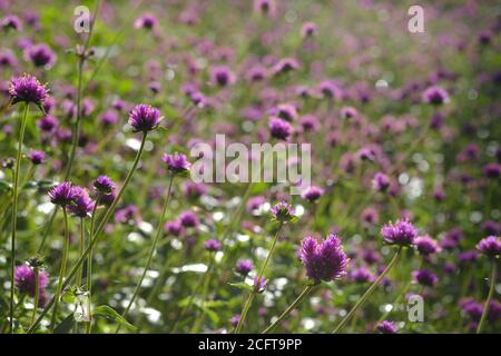 Ein Erdballbett Amaranth (Gomphrena globosa 'Feuerwerk'?) In einem Park in Ottawa, Ontario, Kanada. Stockfoto